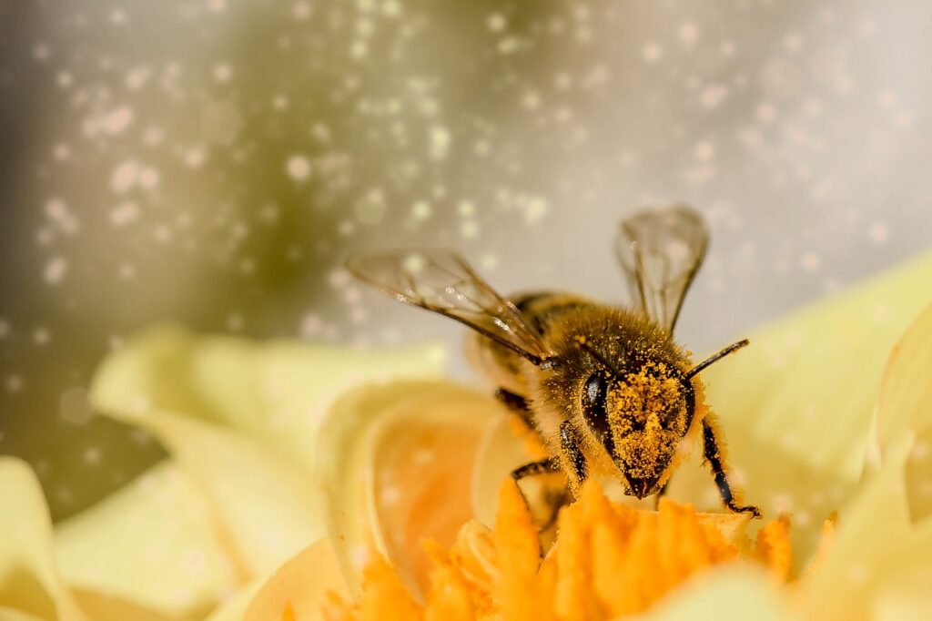 Insectos: Pilares de los Ecosistemas