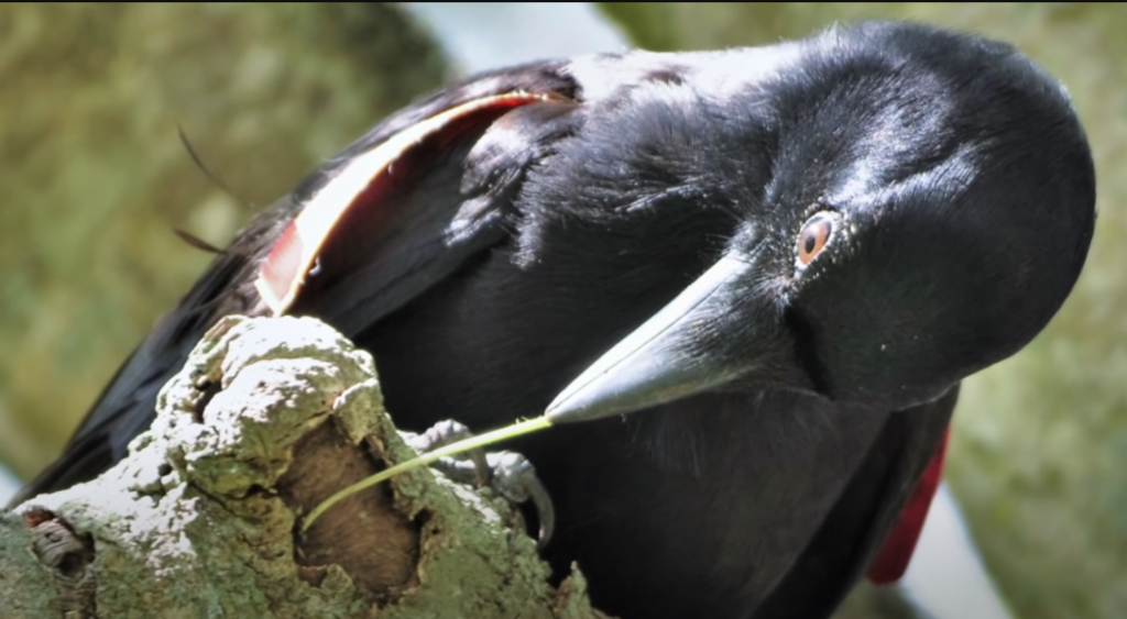 El Uso de Herramientas por Animales Aéreos