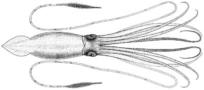 El Calamar Gigante