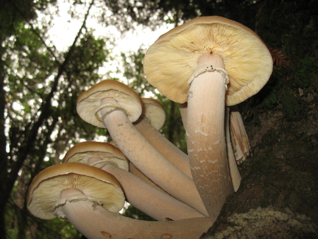 Tejiendo Redes de Vida y Misterio en la Sombra del Reino Fungi