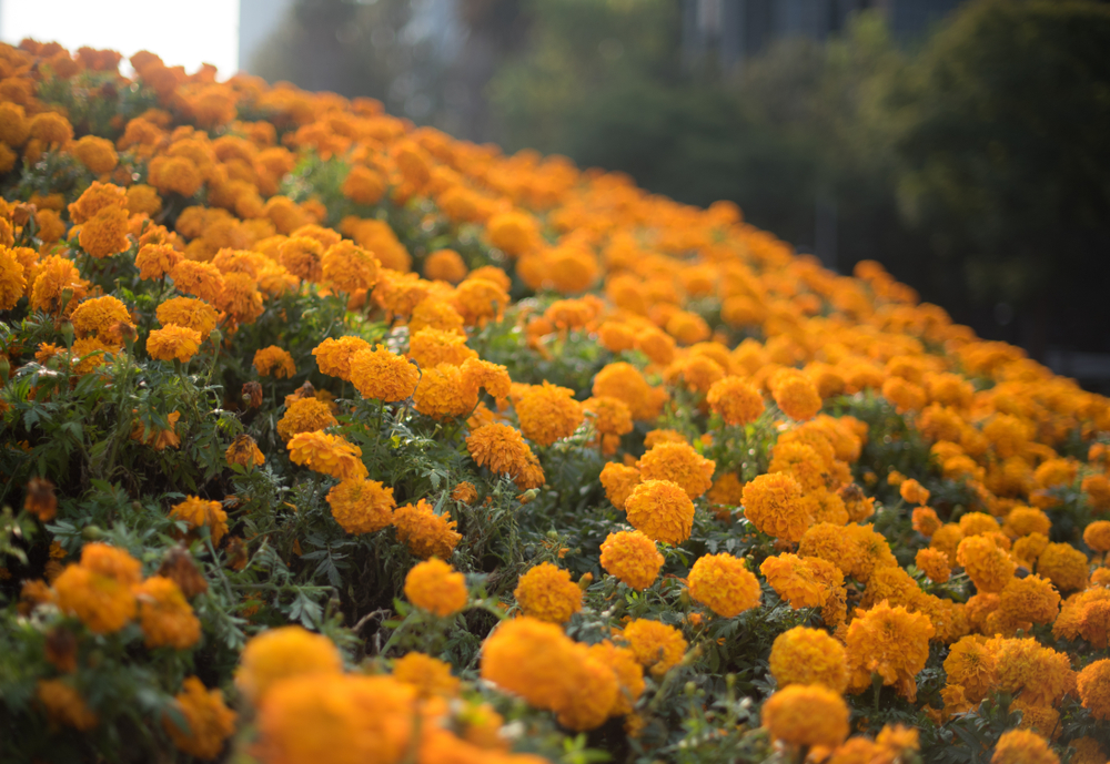 El Cempasúchil