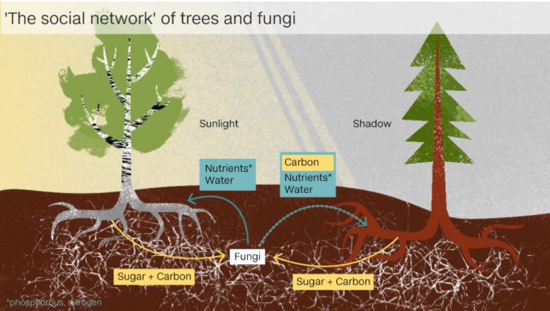 Los árboles que se comunican: la red subterránea del bosque
